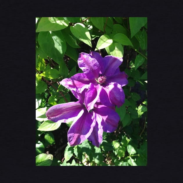 Purple clematis photograph by esvb